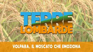 Terre Lombarde  Volpara il Moscato che emoziona [upl. by Wolenik999]