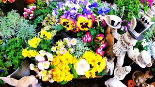 【モクビャッコウ、プリムラ、スミレなど寄せ植え】【ガーデニング、園芸、花】 [upl. by Swenson]