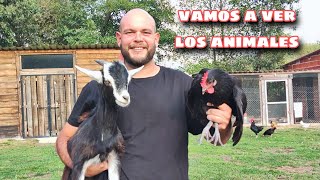 ¡Vuelvo a la Granja Mira Cómo Están Mis Cabras y Gallinas [upl. by Gifford]