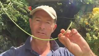 How To Prune and Train Your Wisteria [upl. by Irem]