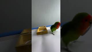 Bird Training  Smart lovebird Parrot  Smart Little Cute Parrot training smartparrot cute [upl. by Razaile]