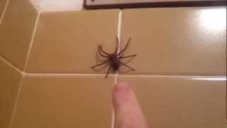 Huntsman Spider Jumps [upl. by Floro]