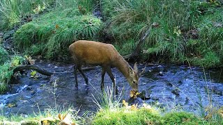 Young stag in Exmoor River [upl. by Francyne]