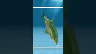 Hungry Shark Evolution NEW KEMPY BASS UNLOCKED All 24 Sharks Unlocked Hack Gems Coins Mod [upl. by Matta]