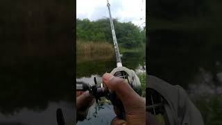 Channa striata Live attack on rubber frogs  snakehead fishing  viral fishing fortuneangler [upl. by Sherard]