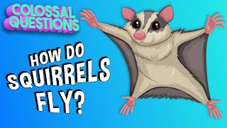 How Do Squirrels Fly  COLOSSAL QUESTIONS [upl. by Esiom]