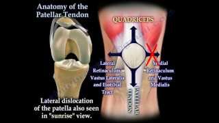 Anatomy Of The Patellar Tendon  Everything You Need To Know  Dr Nabil Ebraheim [upl. by Partan]