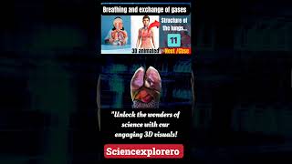 Breathing and exchange of gases Class 11th  biology neet ncert cbse [upl. by Nama]