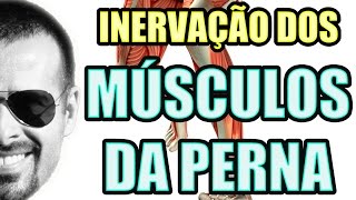 Vídeo Aula 125  Sistema Nervoso  Anatomia Humana  Inervação dos Músculos da Perna e Panturrilha [upl. by Denman]