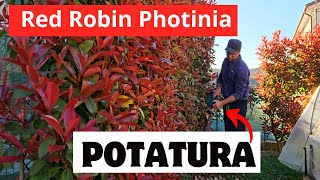 Come Potare La PHOTINIA RED ROBIN [upl. by Notlaw989]