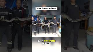 Shocking Komodo Dragon amp Python Behavior You Wont Believe 🐉🐍 komododragon python [upl. by Eleanore677]