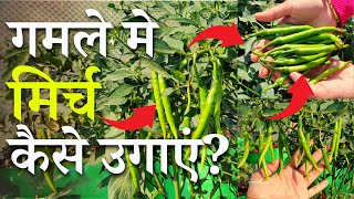 गमले में मिर्च कैसे उगाए घर पर हरी मिर्च उगाने का आसान तरीका  Mirch Kaise Ugaye Gamle Mein [upl. by Maidie]