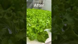 Pechay and lettuce hydroponically grown greenhealthy foodskratky [upl. by Greenes]