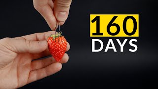 STRAWBERRY From Seed Timelapse 160 Days [upl. by Schramke]