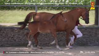 Lot 18 v Esmeraldo  Manchester vant Paradijs [upl. by Noellyn175]