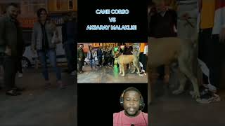 short AKSARAY MALAKLISI ENCONTRA CANE CORSO [upl. by Freda]