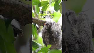 🦇🌿 Meet the Colugo The Amazing Gliding Mammal 🌌🐾 [upl. by Llenram]