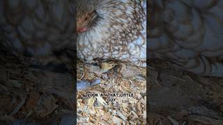 The First Ever Pheasant On The Farm pheasant [upl. by Schonthal]