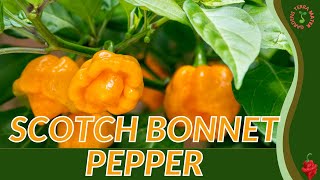 SCOTCH BONNET PEPPER Growth Growing and Care Tips Capsicum chinense Scotch Bonnet [upl. by Hsotnas]