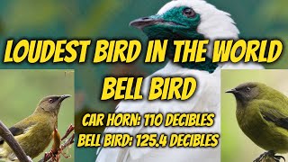 Bell bird sound  loudest bird sound in the world  Bell birds  bell bird song  morning song [upl. by Uriah]