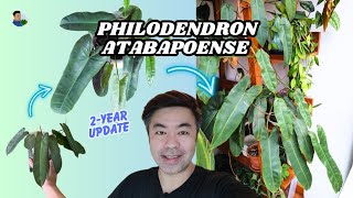 Philodendron atabapoense glow up 2year growth update  propagation 🍃 [upl. by Kennith]