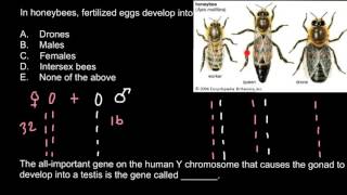 Genetics of honeybees [upl. by Gilberto]