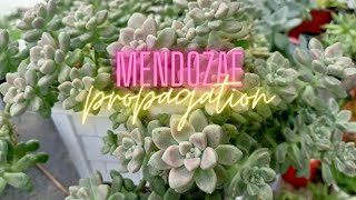 Graptopetalum Mendozae  How to care and propagate [upl. by Gruchot36]