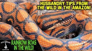 RAINBOW BOAS IN THE WILD are we keeping them correctly ADVENTURES IN ECUADOR 2019 [upl. by Mcneil133]