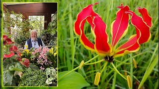 GLORIOSA  UNE FLAMBOYANTE FLEUR GRIMPANTE POUR EMBELLIR VOTRE ÉTÉ Le Quotidien du Jardin N°361 [upl. by Ycrep97]