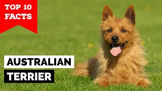 Australian Terrier  Top 10 Facts [upl. by Iznyl820]