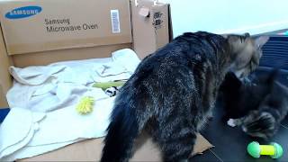 Kittencam  247 kitten livestream [upl. by Adriana]