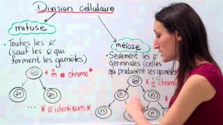 19 Sciences 9e Modes division cellulaire [upl. by Anirahtak]