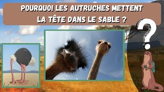 Pourquoi les autruches mettentelles la tête dans le sables [upl. by Randene]