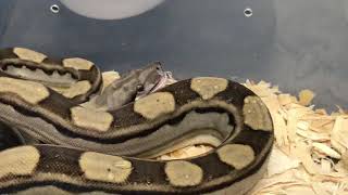 BCI Boa Constrictor Hissing [upl. by Blondelle742]