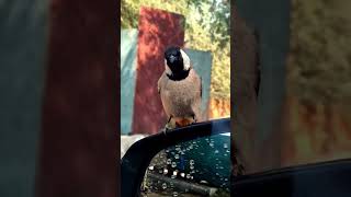 Whiteeared bulbul nature animal life savebirds savenature [upl. by Imre]