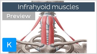 Infrahyoid muscles Origin insertion innervation and function preview  Human Anatomy  Kenhub [upl. by Eniawed]