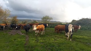 Moving Cows to a New Field  Herd of Cows Running  Cows knock Phone Off Post cattlefarm farming [upl. by Betty575]