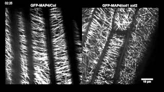 Xyloglucan Deficiency Disrupts Microtubule Stability and Cellulose Biosynthesis in Arabidopsis [upl. by Ginni]