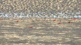 Fiddler crabs scuttling along the sea shore [upl. by Daenis]