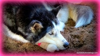 Siberian Husky Oakley hurt her paw FAN FRIDAY 113 [upl. by Aimahs]