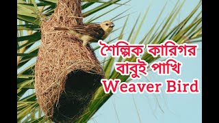 শৈল্পিক কারিগর বাবুই পাখি। Artistic craftsman Weaver bird [upl. by Enyaht]