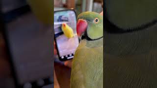 Beaker sees his video talkingparrot cuteanimals funnyanimals talkingbird parrot irn [upl. by Cindra]