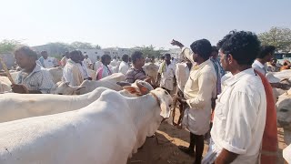 milk bulls pricesieeja market videosieeja santaieeja videosieeja bazar 2023bulls market videos [upl. by Otrebla]