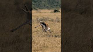 Springbok vs Springbok Epic Interaction [upl. by Eerb]