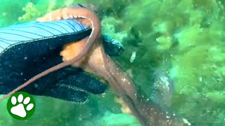 Octopus Grabs Divers Hand And Leads Her To Hidden Treasure [upl. by Nealon741]