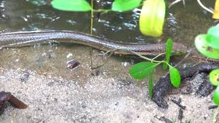 King Cobra Ophiophagus hannah at Sungei Buloh Wetland Reserve Singapore [upl. by Nydnarb547]