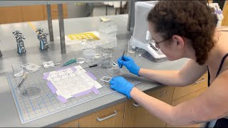 Study biomedical engineering in Minnesota [upl. by Dwan]