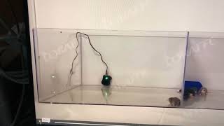 Loraffe UltrasonicStrobe Rodent Repellent in Action [upl. by Suolkcin]