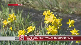 Daffodil Festival taking place at Hubbard Park [upl. by Germano]