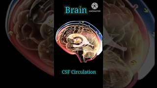 CSF circulation anatomy medical shorts [upl. by Kcolttam]